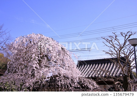 Famous cherry blossom spot in Nishijin, Kyoto: Jyuunibo Johonrendaiji Temple 135679479