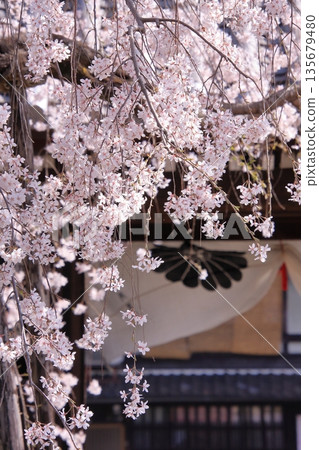 Famous cherry blossom spot in Nishijin, Kyoto: Jyuunibo Johonrendaiji Temple 135679480