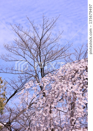 Famous cherry blossom spot in Nishijin, Kyoto: Jyuunibo Johonrendaiji Temple 135679497