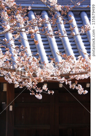 Famous cherry blossom spot in Nishijin, Kyoto: Jyuunibo Johonrendaiji Temple 135679499