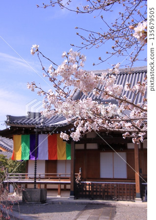 Famous cherry blossom spot in Nishijin, Kyoto: Jyuunibo Johonrendaiji Temple Famous cherry blossom spot in Nishijin, Kyoto: Jyuunibo Johonrendaiji Temple 135679505