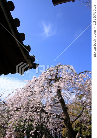 Famous cherry blossom spot in Nishijin, Kyoto: Jyuunibo Johonrendaiji Temple 135679518