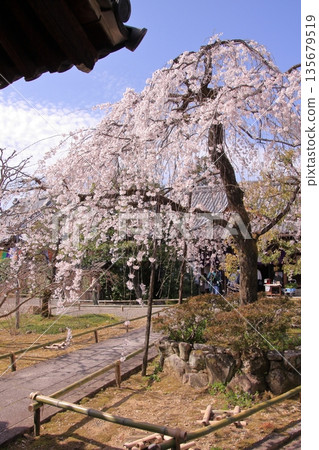 Famous cherry blossom spot in Nishijin, Kyoto: Jyuunibo Johonrendaiji Temple 135679519
