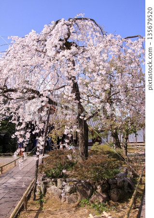 京都西陣著名的賞櫻勝地:十二二坊常本連大寺 京都西陣著名的賞櫻勝地:十二二坊常本連大寺 135679520