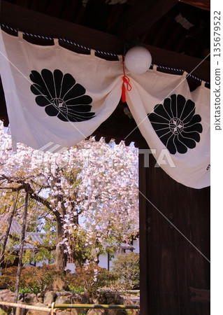 Famous cherry blossom spot in Nishijin, Kyoto: Jyuunibo Johonrendaiji Temple 135679522