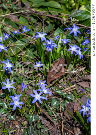 Purple Scilla sect blooming in the spring garden Purple Scilla sect blooming in the spring garden 135679577