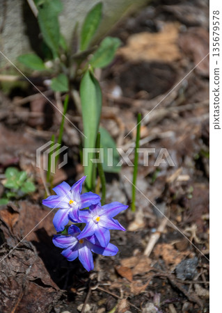 Purple Scilla sect blooming in the spring garden Purple Scilla sect blooming in the spring garden 135679578