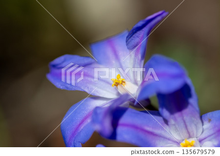 Purple Scilla sect blooming in the spring garden Purple Scilla sect blooming in the spring garden 135679579