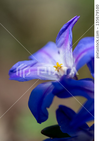 Purple Scilla sect blooming in the spring garden Purple Scilla sect blooming in the spring garden 135679580