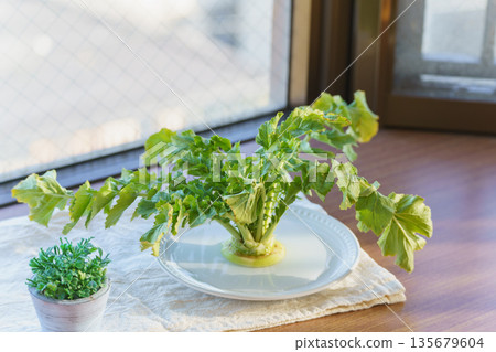 蘿蔔葉再生：在家再生 135679604