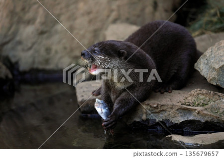 Asian small-clawed otter crying while holding a fish Asian small-clawed otter crying while holding a fish 135679657