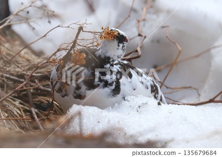 ptarmigan 135679684