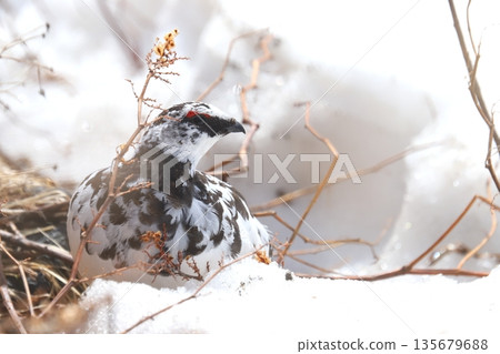 ptarmigan ptarmigan 135679688