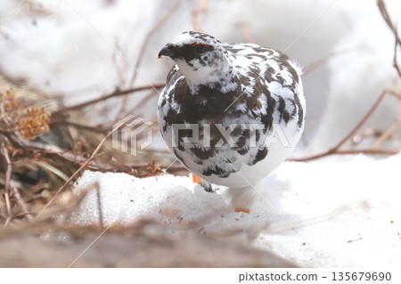 ptarmigan 135679690
