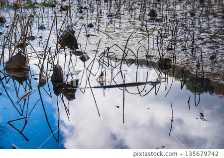 Lotus pond in winter [Nagano Prefecture] 135679742
