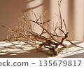 Dried branches and leaves arranged as minimalist home decor AI Generated 135679817