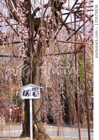 Daiho'onji Temple, also known as the Senbon Shakado Hall of the famous Akame Sakura in Nishijin, Kyoto 135679836
