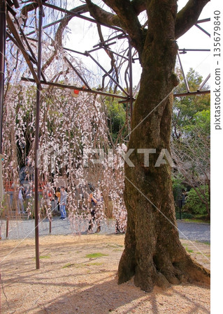 大報恩寺，又稱京都西陣著名赤梅櫻的千本釋迦堂 135679840