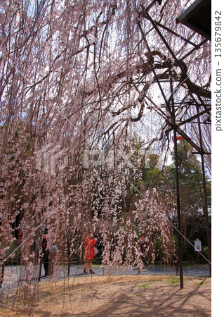 Daiho'onji Temple, also known as the Senbon Shakado Hall of the famous Akame Sakura in Nishijin, Kyoto Daiho'onji Temple, also known as the Senbon Shakado Hall of the famous Akame Sakura in Nishijin, Kyoto 135679842