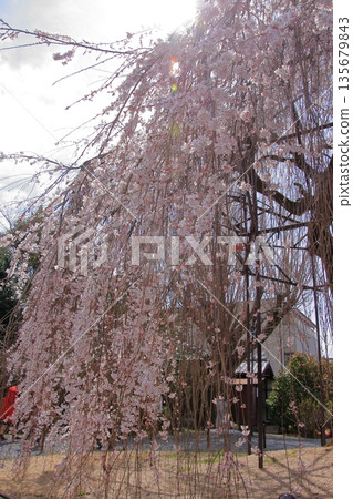 Daiho'onji Temple, also known as the Senbon Shakado Hall of the famous Akame Sakura in Nishijin, Kyoto Daiho'onji Temple, also known as the Senbon Shakado Hall of the famous Akame Sakura in Nishijin, Kyoto 135679843