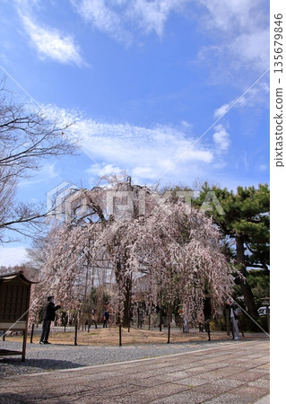 Daiho'onji Temple, also known as the Senbon Shakado Hall of the famous Akame Sakura in Nishijin, Kyoto 135679846