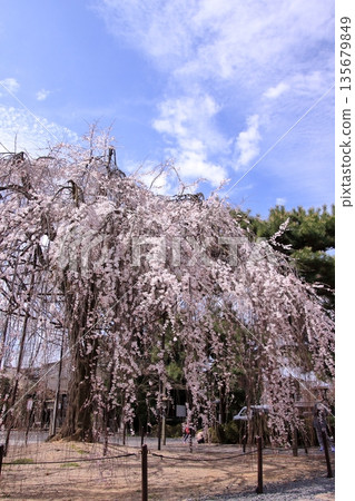 Daiho'onji Temple, also known as the Senbon Shakado Hall of the famous Akame Sakura in Nishijin, Kyoto 135679849