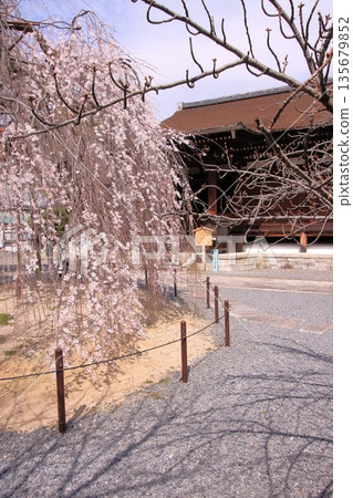 大報恩寺，又稱京都西陣著名赤梅櫻的千本釋迦堂 135679852