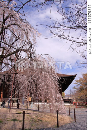 Daiho'onji Temple, also known as the Senbon Shakado Hall of the famous Akame Sakura in Nishijin, Kyoto 135679855