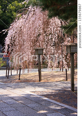 Daiho'onji Temple, also known as the Senbon Shakado Hall of the famous Akame Sakura in Nishijin, Kyoto 135679867