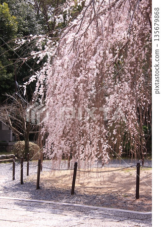 Daiho'onji Temple, also known as the Senbon Shakado Hall of the famous Akame Sakura in Nishijin, Kyoto Daiho'onji Temple, also known as the Senbon Shakado Hall of the famous Akame Sakura in Nishijin, Kyoto 135679868