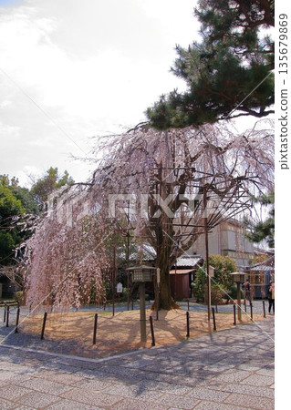 大報恩寺,又稱京都西陣著名赤梅櫻的千本釋迦堂 大報恩寺,又稱京都西陣著名赤梅櫻的千本釋迦堂 135679869