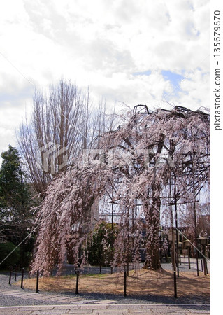 Daiho'onji Temple, also known as the Senbon Shakado Hall of the famous Akame Sakura in Nishijin, Kyoto 135679870