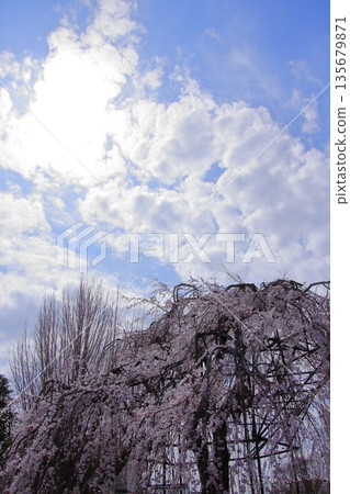 Daiho'onji Temple, also known as the Senbon Shakado Hall of the famous Akame Sakura in Nishijin, Kyoto Daiho'onji Temple, also known as the Senbon Shakado Hall of the famous Akame Sakura in Nishijin, Kyoto 135679871