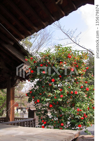 大報恩寺，又稱京都西陣著名赤梅櫻的千本釋迦堂 135679874