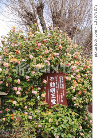 Daiho'onji Temple, also known as the Senbon Shakado Hall of the famous Akame Sakura in Nishijin, Kyoto 135679875