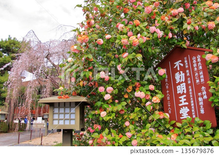 大報恩寺，又稱京都西陣著名赤梅櫻的千本釋迦堂 135679876