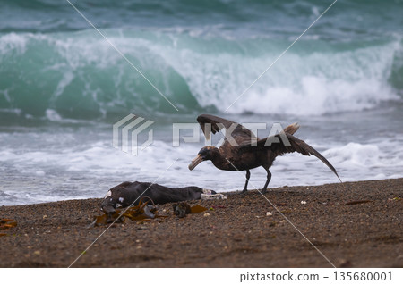 Giant Petrel , Peninsula Valdes, Unesco World heritage site, Chubut Province, Patagonia, Argentina. 135680001