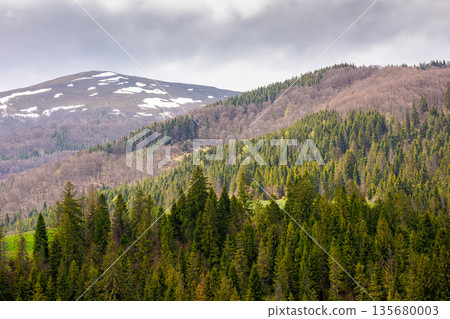 coniferous forest of carpathian mountain landscape in spring. lush green nature environment with cloudy sky. view of snow peaks. remote place for outdoor adventures. concept for wellness and escape 135680003