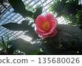 Vietnamese camellias are weak to cold, so they are best grown in greenhouses. 135680026