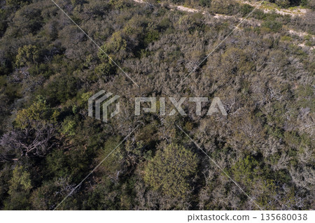 Pampas forest, Calden tree, Prosopis Caldenia, endemic species in La Pampa, Patagonia, Argentina Pampas forest, Calden tree, Prosopis Caldenia, endemic species in La Pampa, Patagonia, Argentina 135680038