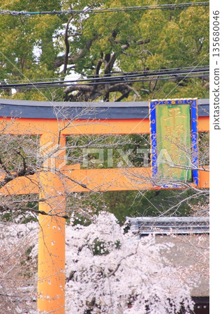 Hirano Shrine, home to the famous Sakigake cherry blossoms in Kyoto Hirano Shrine, home to the famous Sakigake cherry blossoms in Kyoto 135680046