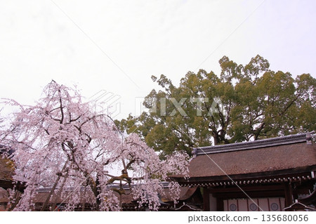 京都平野神社,著名的早掛櫻花所在地 京都平野神社,著名的早掛櫻花所在地 135680056