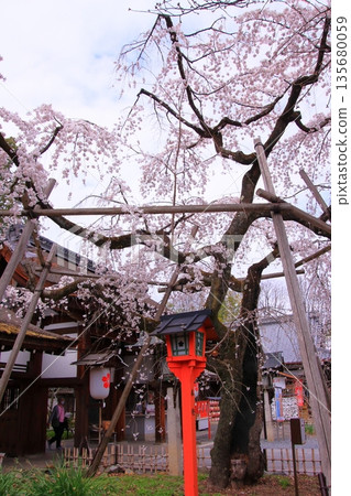 京都平野神社,著名的早掛櫻花所在地 京都平野神社,著名的早掛櫻花所在地 135680059