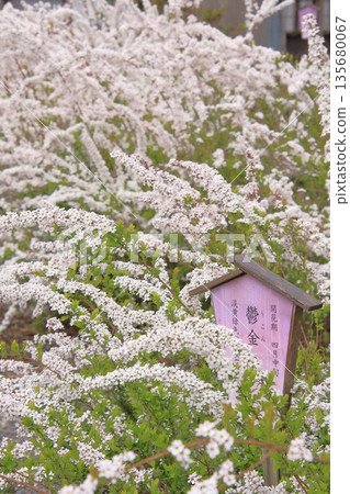 Hirano Shrine, home to the famous Sakigake cherry blossoms in Kyoto Hirano Shrine, home to the famous Sakigake cherry blossoms in Kyoto 135680067