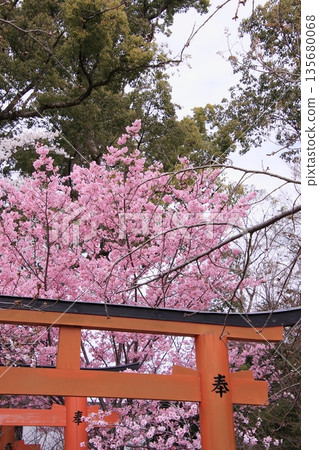京都平野神社,著名的早掛櫻花所在地 京都平野神社,著名的早掛櫻花所在地 135680068