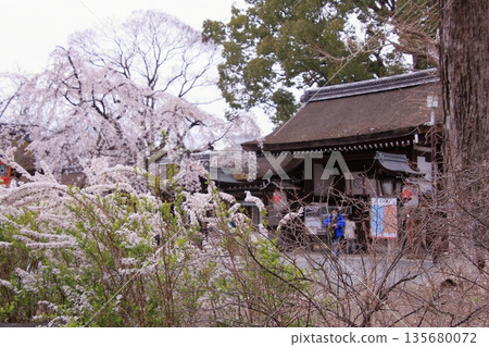 Hirano Shrine, home to the famous Sakigake cherry blossoms in Kyoto Hirano Shrine, home to the famous Sakigake cherry blossoms in Kyoto 135680072
