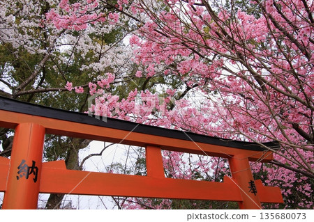 京都平野神社，著名的早掛櫻花所在地 135680073