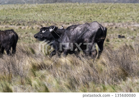 Water buffalo, Bubalus bubalis, species introduced in Argentina, La Pampa province, Patagonia. 135680080