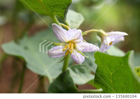 Ligh purple flower eggplant blooming. Ligh purple flower eggplant blooming. 135680104