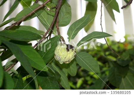 Imperfect custard apple fruit growing on branch. Imperfect custard apple fruit growing on branch. 135680105